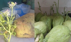 Dân mạng đua nhau khoe 'hậu quả' vì tích trữ thực phẩm mùa dịch