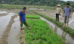 Dân tố cán bộ xã 'kéo quân' phá mạ của dân
