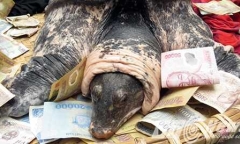 Ba ba 'khủng' ở Hải Phòng có 'họ' với cụ rùa Hồ Gươm