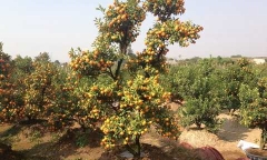 Quất thế, đào cổ thụ ủ rũ 'đứng đường' đón khách