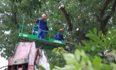Chi phí đánh chuyển gần 1.000 cây xanh đường Phạm Văn Đồng thế nào?
