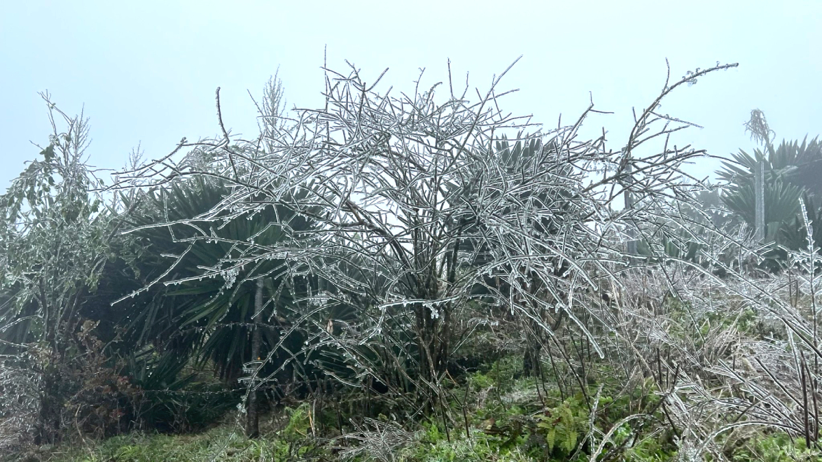 Rét hại, băng giá kỷ lục ở miền Bắc làm gần 1.600 gia súc bị chết