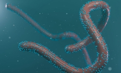 Thêm quốc gia phát hiện ca nghi nhiễm virus Marburg