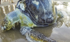 Mắc bệnh hiếm, rùa con khó sống vì không thể ngụy trang