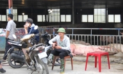 Giá heo hơi thấp kỷ lục kể từ năm 2020, chợ đầu mối gia súc vắng hoe