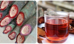 Uống cỏ máu có tốt không?