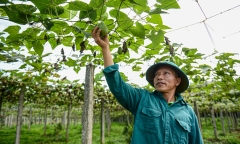 Những mảnh vườn xanh nơi địa đầu Tổ quốc