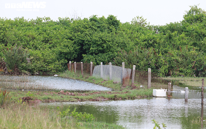 Hải Phòng thu hồi gần 400ha đất bãi bồi ven biển bị 'bỏ quên' cả thập niên