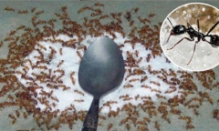 Mẹo đuổi sạch kiến khỏi lọ đường nhanh chóng, hiệu quả