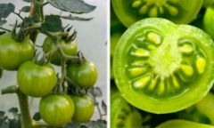 Có nên ăn cà chua xanh?
