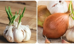 Hành, tỏi mọc mầm có ăn được không?