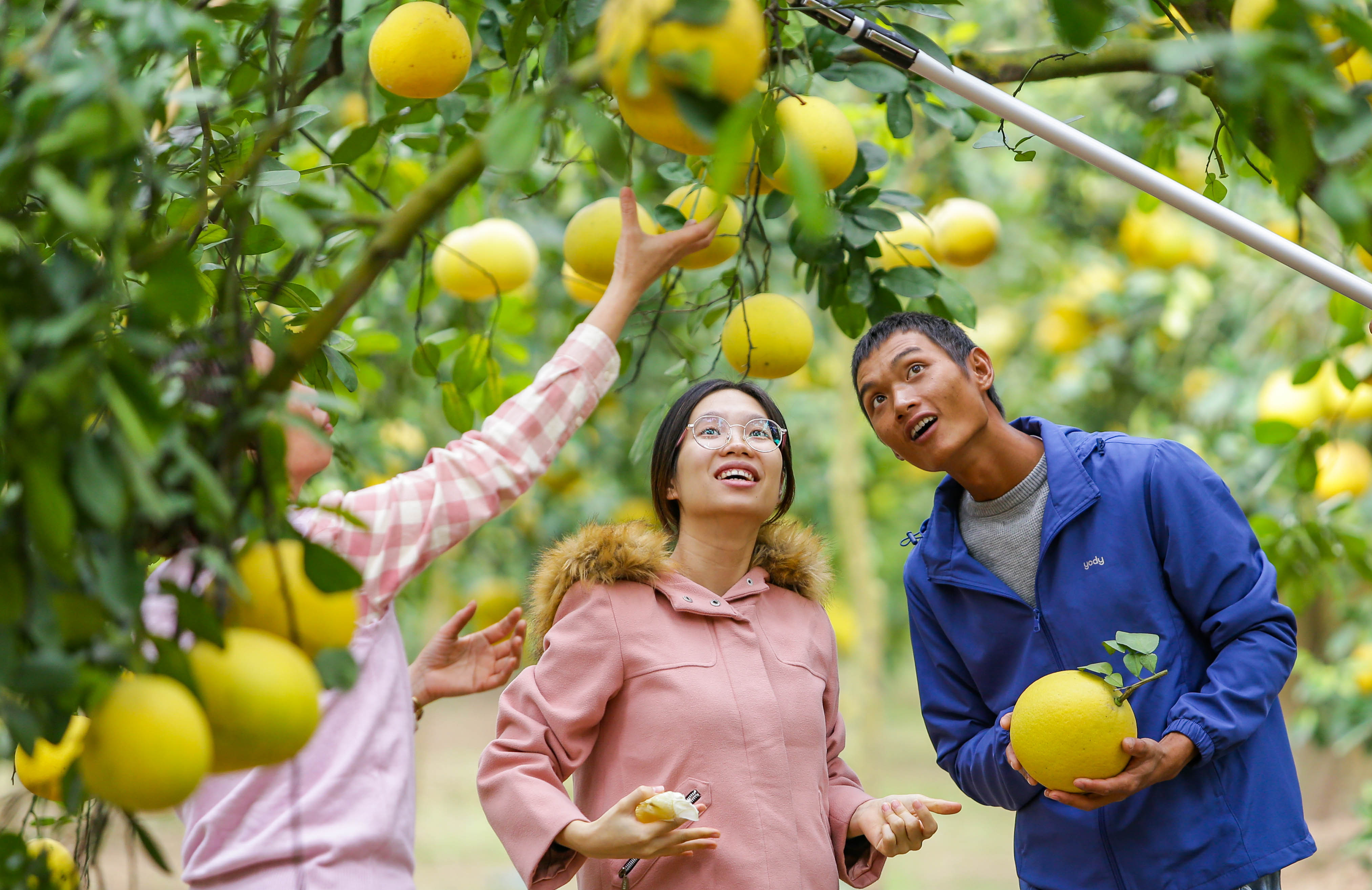 Vườn bưởi Diễn 2.000 gốc tất bật thu hoạch phục vụ dịp Tết 2023