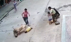 Video: Chó hoang tấn công cậu chủ, chó nhà giải cứu nhanh như chớp