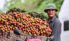Khai mạc tuần lễ vải thiều Lục Ngạn tại Hà Nội năm 2019