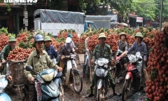Vùng vải 12.000 tấn 'không COVID-19' ở Bắc Giang