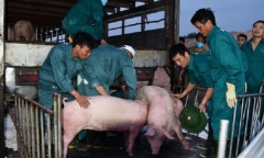Thái Lan giảm xuất khẩu thịt lợn sang Việt Nam