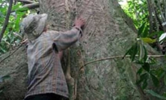 Kỳ bí thuật chế những mũi tên kịch độc trên dãy Trường Sơn