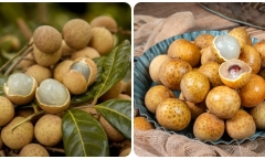 Quả nhãn có tác dụng gì?