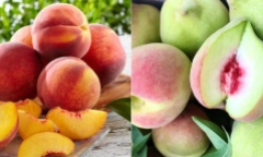 Mua đào nên chọn quả to hay quả nhỏ, đầu nhọn hay đầu tròn?