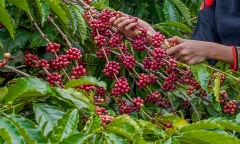 Tỉnh nào ở nước ta được mệnh danh 'thủ phủ' cà phê?