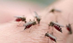 30 người Sài Gòn nhiễm virus Zika, thành phố lập ủy ban chống dịch