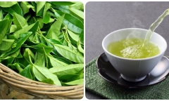 Điều gì xảy ra nếu bạn uống nước chè xanh mỗi ngày?
