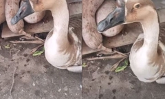 Thấy con ngỗng 'khóc' như mưa, chủ không thể làm thịt mà quyết để nuôi suốt đời