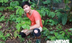 Đánh thức ‘báu vật’ trong rừng: Khi nào người Việt được ăn ‘khoai sâm’ bổ dưỡng?
