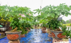 Ảnh: Đu đủ bonsai lên chậu chơi Tết, giá bán cả chục triệu đồng