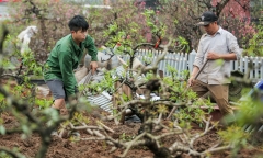 Người dân Hà Nội tất bật hồi sinh hàng trăm gốc đào Nhật Tân sau Tết