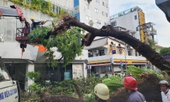 TP.HCM làm gì để tránh tình trạng cây xanh ngã đổ trong mùa mưa bão?