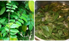Lá khế có tác dụng gì?