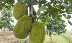 Loại cây ăn quả trong vườn nhà là 'vựa thuốc quý', ít người biết dùng