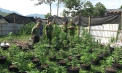 Phú Thọ: Triệt phá nhóm trồng gần 1.000 cây cần sa trong lán trại
