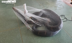 Rắn hổ mang chúa dài hơn 3m chui vào trường học ở Hà Tĩnh