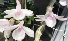 Vỡ mộng làm giàu, mất tiền tỷ buôn lan đột biến, có nên tiếp tục dốc vốn đầu tư?