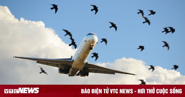 Chim trời - Mối đe dọa lớn với máy bay
