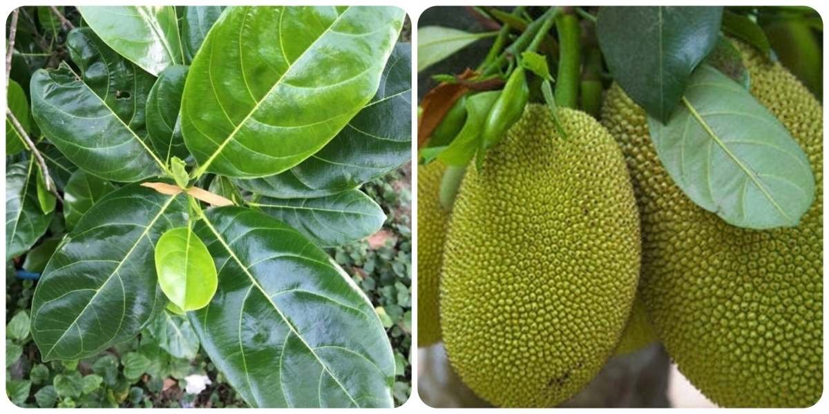 Giống cây mít ruột đỏ indonesia Cây giống Tiên Garden