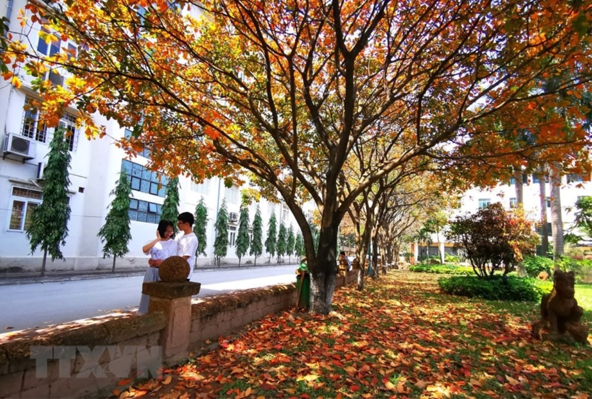Ảnh: Con đường lá vàng đẹp ngất ngây tại Đại học Sư phạm Hà Nội