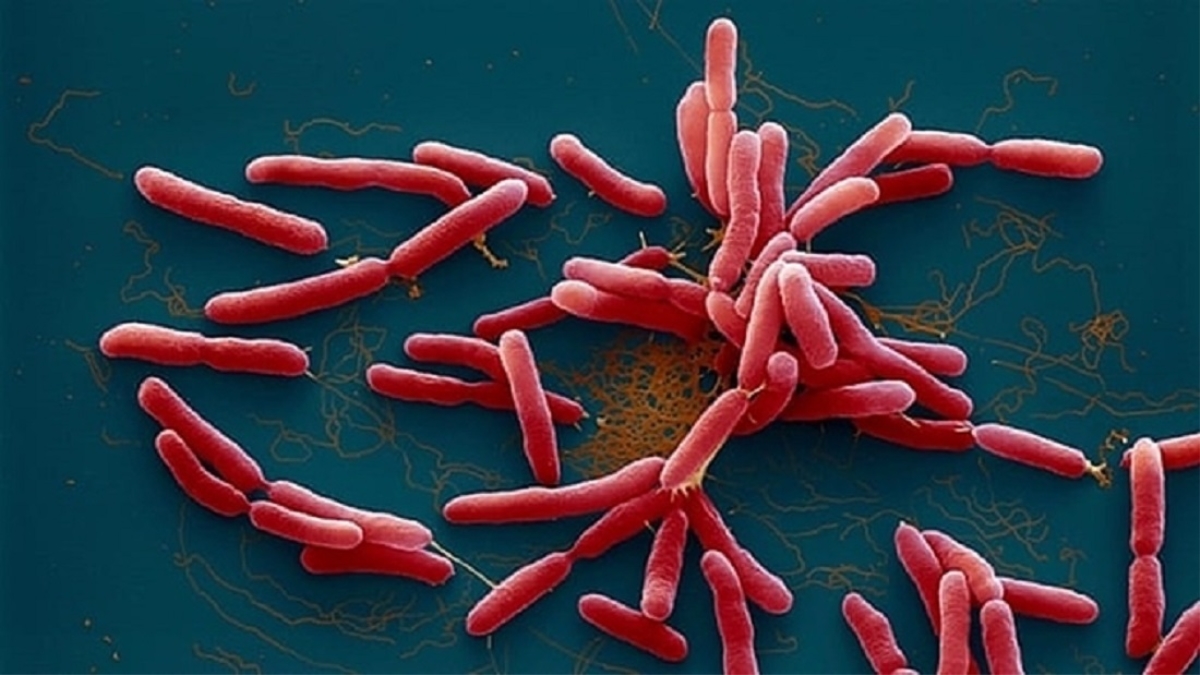 Vi khuẩn ăn thịt người là gì?