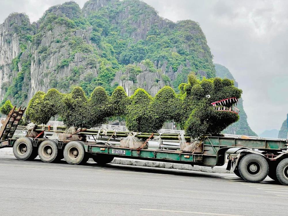 Cây duối tạo dáng hình rồng bị chê xấu ở Hạ Long: Công ty cây xanh ...