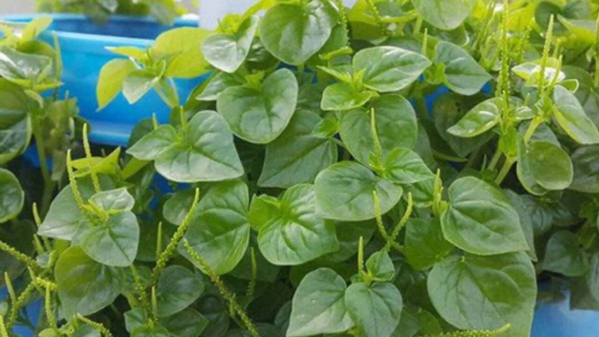 Rau càng cua ăn có tốt không?