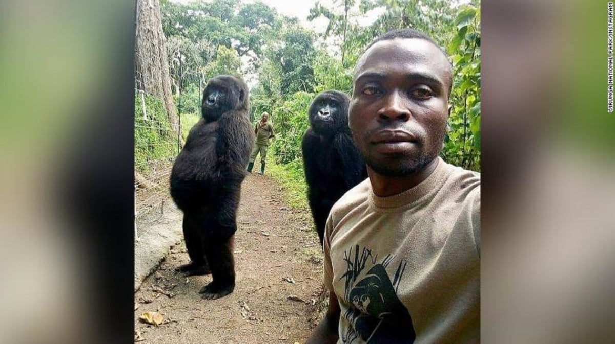 Khỉ đột núi nổi tiếng vì biết 'chụp ảnh selfie' đã chết