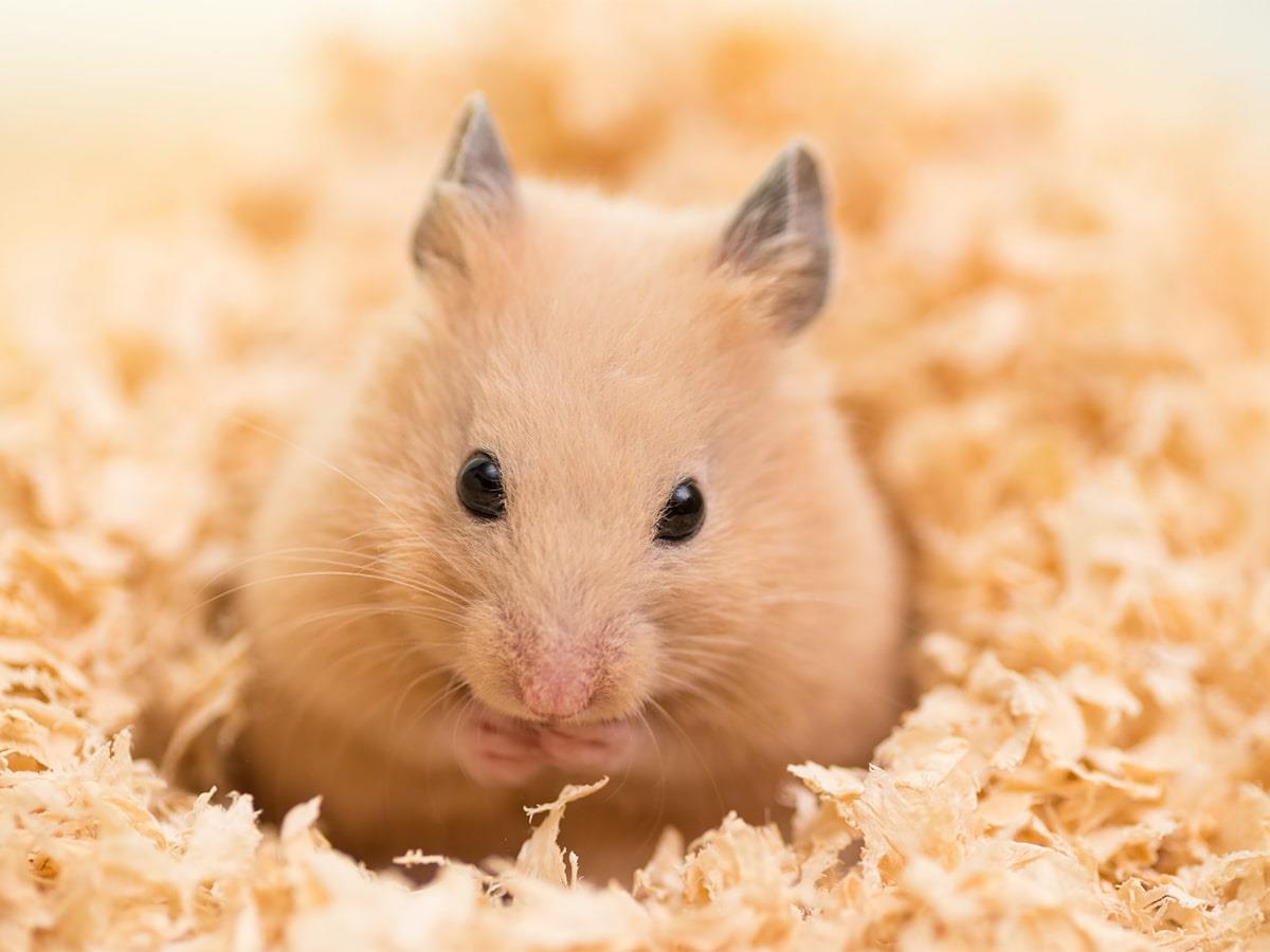 Chuột hamster thành 'quái vật hung dữ' do thí nghiệm biến đổi gene