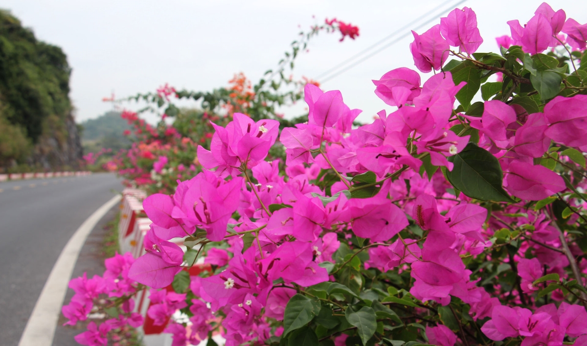 Chiêm ngưỡng con đường hoa giấy thơ mộng xuyên đảo Cát Bà