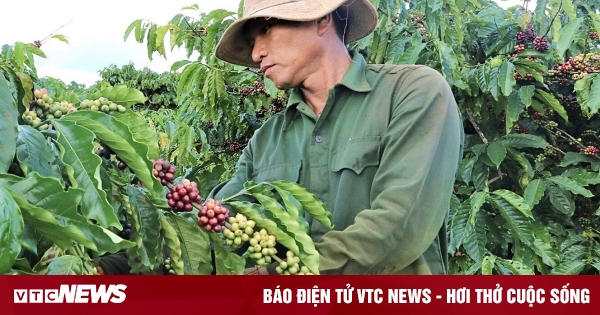 Ảnh: Cà phê chín rộ, nông dân Tây Nguyên hối hả thu hoạch