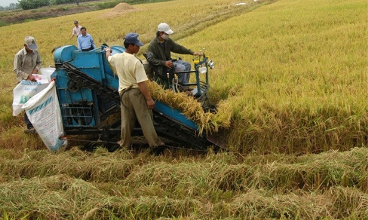 Giá gạo xuất khẩu rời xa đỉnh, về sát mốc 600 USD/tấn
