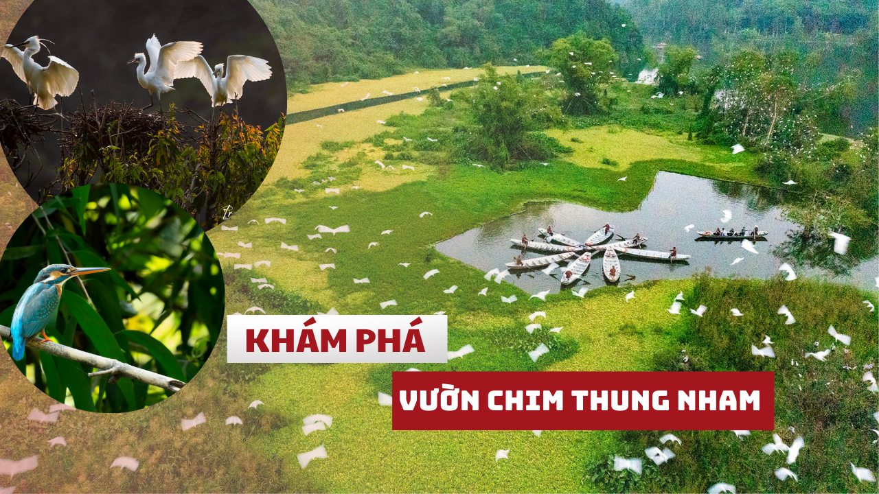 Vương quốc các loài chim quý hiếm ở Ninh Bình có gì đặc biệt?