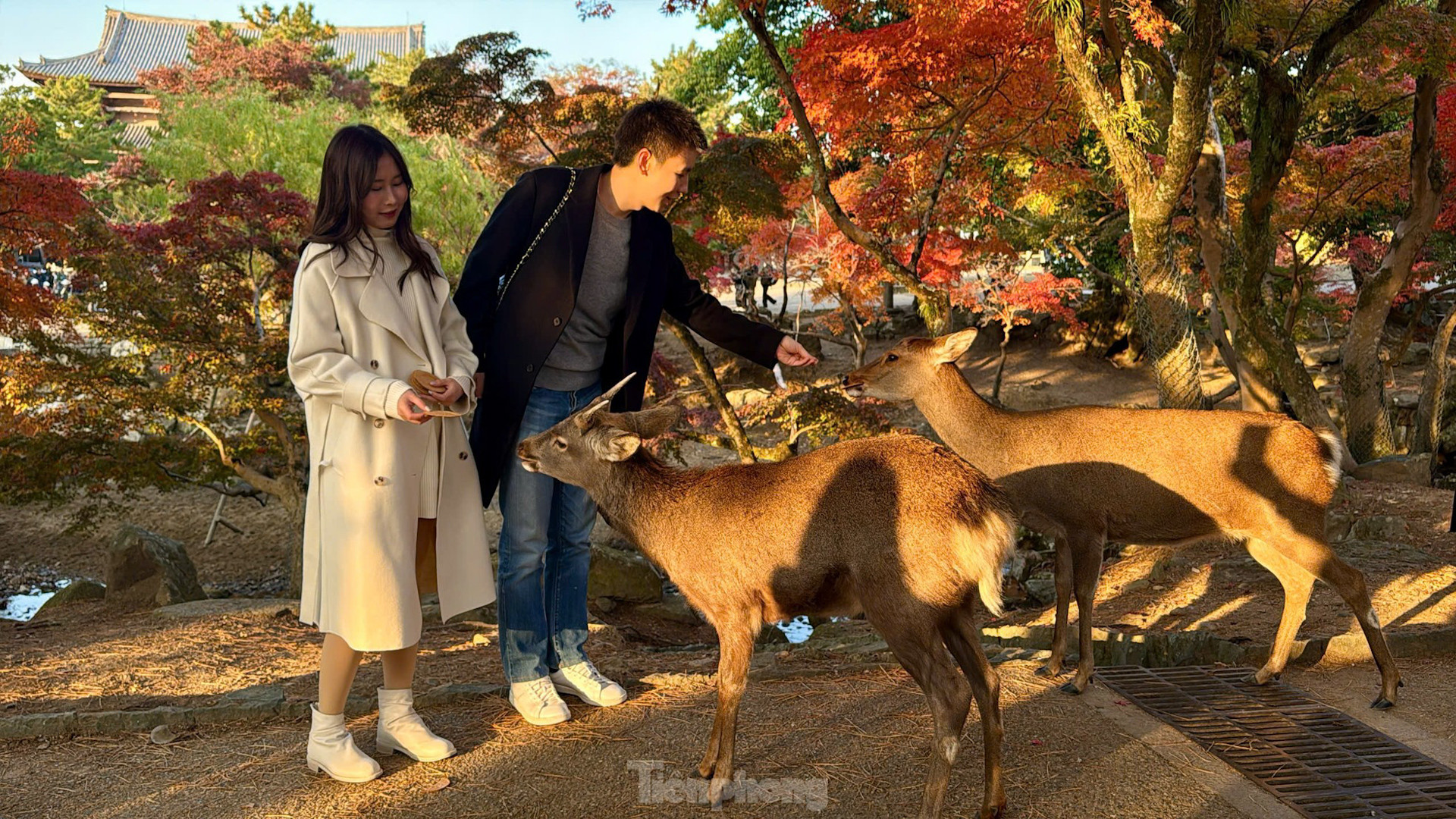 Ngắm hươu Sika trong công viên nổi tiếng Nhật Bản