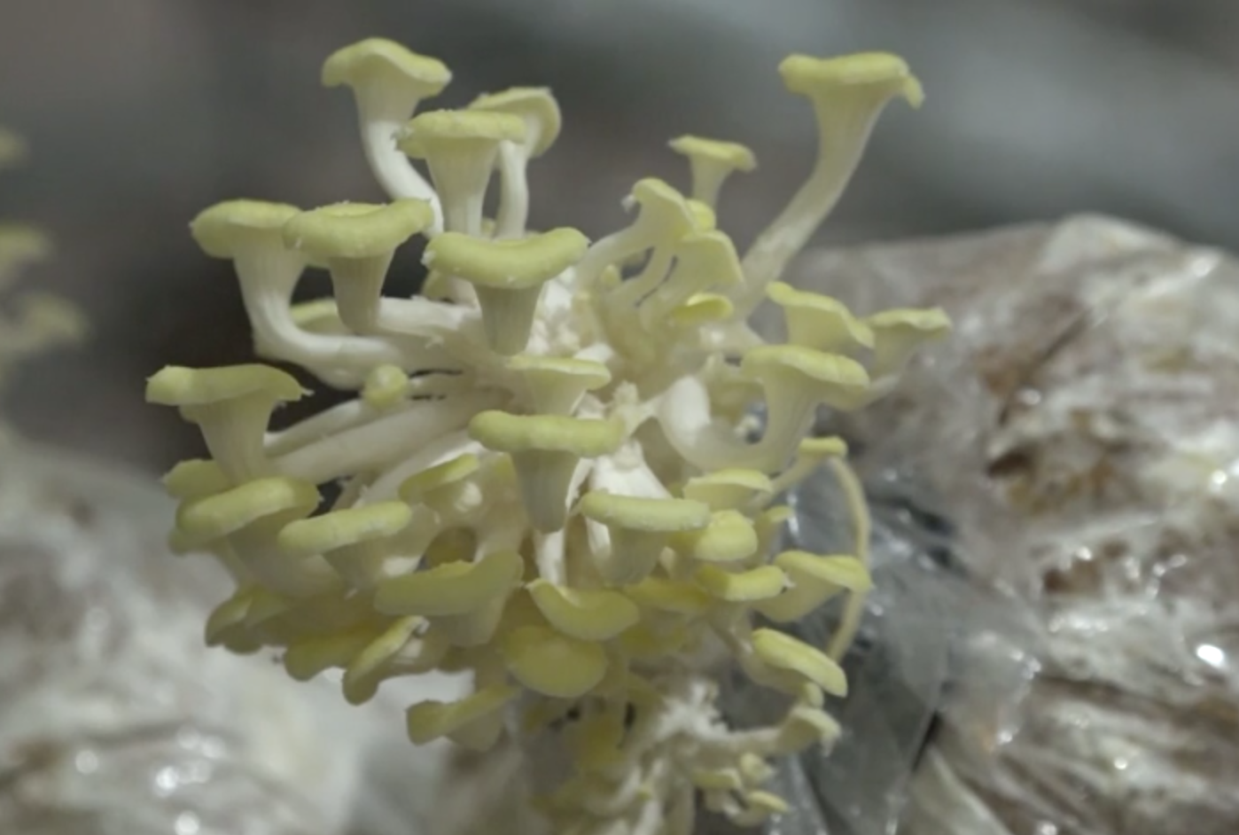 Video: Hà Tĩnh đã có loại nấm đẹp như hoa, ăn cũng được ngắm cũng hay